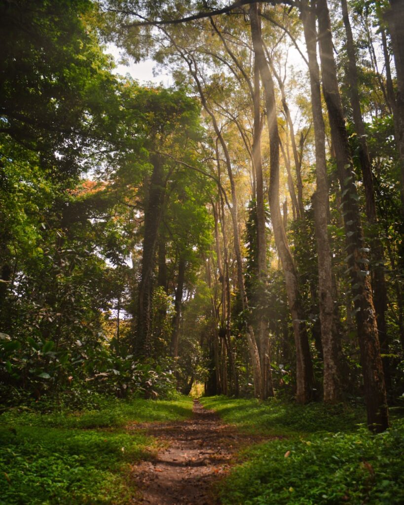 How to Save Tropical Rainforests Before They're Gone